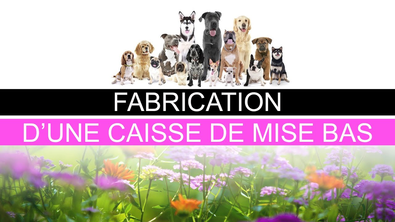 Construire une caisse de mise bas pour chienne