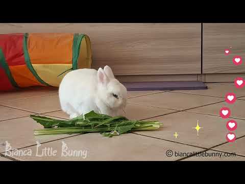 Coniglio Nano Felice Che Mangia il Suo Snack Preferito 🐰🥬 | Momento Tenerissimo!