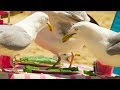 Does The Colour Of Food Prevent A Seagull From Stealing BBC Earth