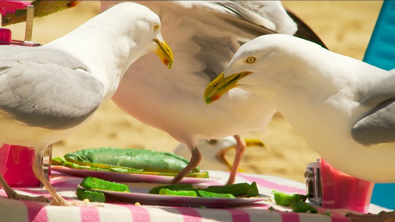 人間の食べ物を狙うセグロカモメを扱ったBBC Earthの映像