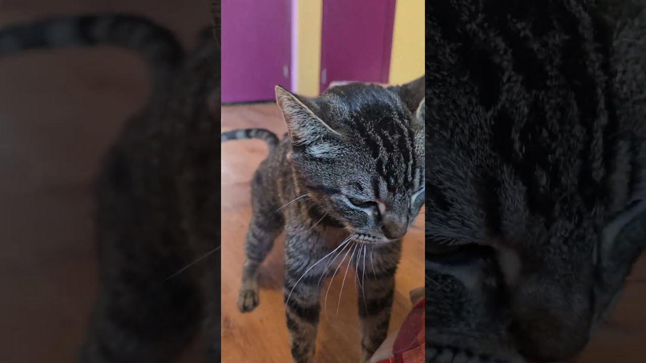 Enlarge HARVEY, a ADOPTABLE Domestic Short Hair in Joshua Tree, CA video 2/2
