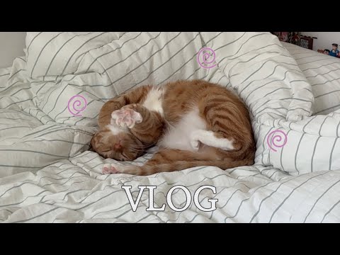 침대에 푹 빠져버린 고양이 브이로그