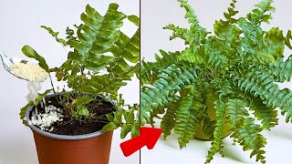 Magische Wiedergeburt! So beleben Sie einen Bostonfarn wieder 🌿