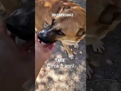 Regalo Dolce cagnolina tg Media in adozione cerca casa