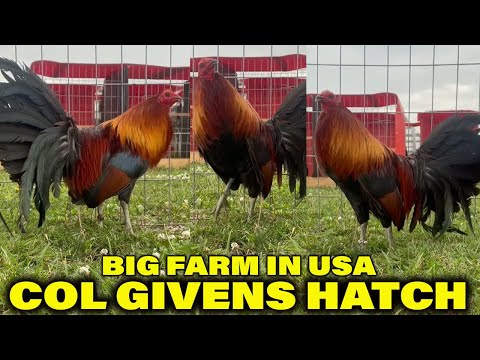 Col Givens Hatch RED NEWARK FARM Beautiful Birds