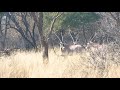 Gemsbok Headshot With 223