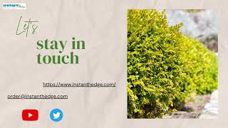 Create a Long Lasting Hedge With Boxwood Plants - Here's Why