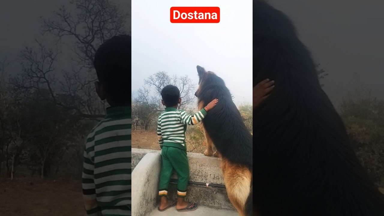 Aisi Dosti dekhi nahi #dogtraining #germanshepherd #germanshepheard #dailyshorts