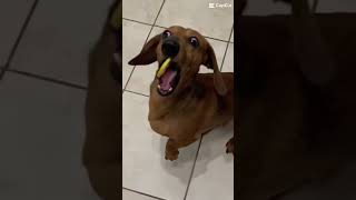 Download lagu cute dog eats lemon! #shorts  #viral  #dogs  #doglover mp3 Download lagu cute dog eats lemon! #shorts  #viral  #dogs  #doglover mp3