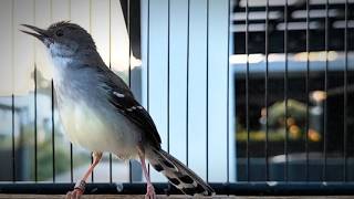 Download lagu suara burung CIBLEK GACOR NGEBREN Pancingan Ciblek Semi bahan jadikan ciblek kristal gacor BREN mp3 Download lagu suara burung CIBLEK GACOR NGEBREN Pancingan Ciblek Semi bahan jadikan ciblek kristal gacor BREN mp3