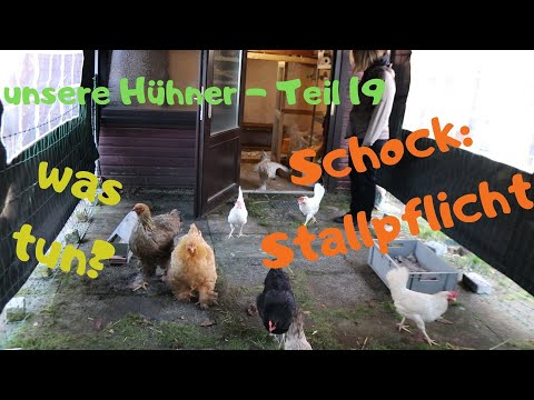 unsere Hühner - Teil 19: Stallpflichtschock! Wie geht es jetzt für unsere Hühnis weiter?