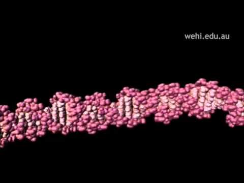 Enzima de restrição EcoR1