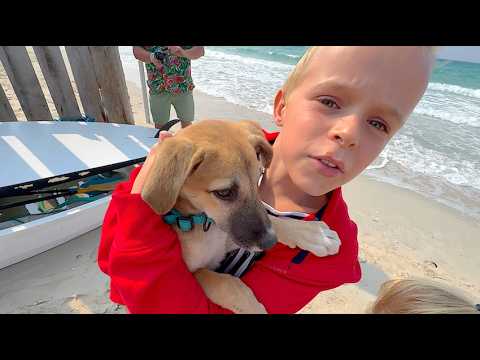 ZO ZIELIG! Deze hond is ACHTER GELATEN door het baasje | Bellinga Short #1181