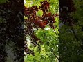 Nature Love ️ Bahut Pyar Karte Hain WhatsApp Status Short ️