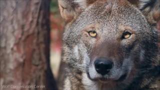 Look Into The Eyes Of A Red Wolf