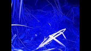 ダルマガエル観察ライブ20250910