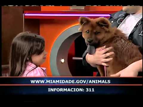 A este perrito no le gusta Fidel Castro - América TeVé