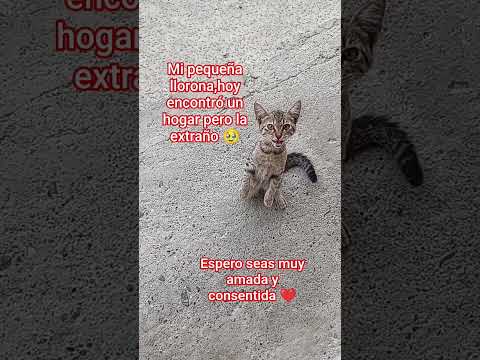 Ya te extraño mi Jacinta🥹🥲#gatosadorables #gatos #amantesdelosgatos #cat