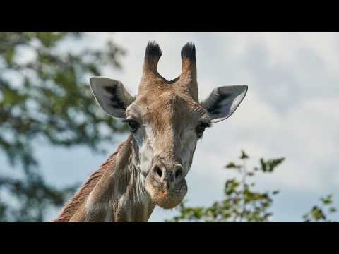 DIAMIR - Botswana - Fotoreise Safaritraum für Naturfotografen