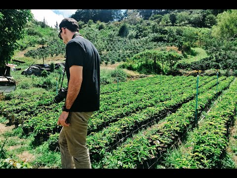 Colombian coffee sourcing trip thumbnail