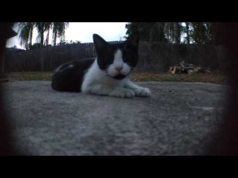 Gardenia the garden cat