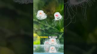 Download lagu Hewan Abadi: Ubur-Ubur yang Bisa Hidup Selamanya mp3 Download lagu Hewan Abadi: Ubur-Ubur yang Bisa Hidup Selamanya mp3