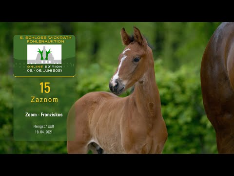 5. Schloss Wickrath Fohlenauktion Online Lot 15  Zazoom Hengst v. Zoom - Franziskus