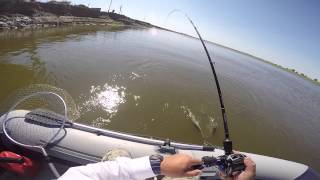 Fox rage pro shad firetails ii 7