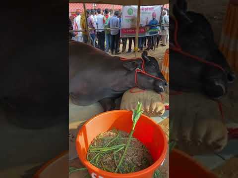 world's costly bull price 21 crore..