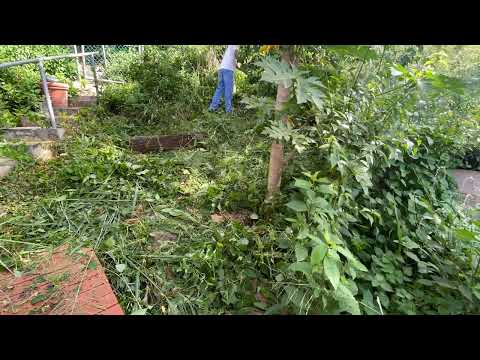 Yard makeover Timelapse. Clearing overgrown yard with trimmer.