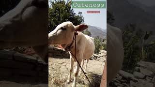 Cute Animal whatsapp Status video ?