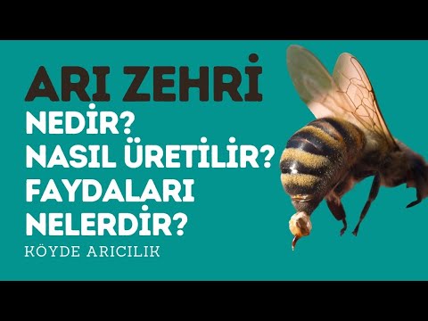 KÖYDE ARICILIK | ARI ZEHRİ NEDİR ? NASIL ÜRETİLİR ? FAYDALARI NELERDİR?