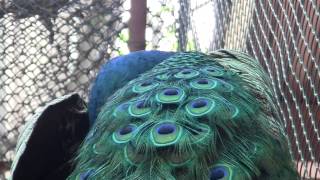 preview picture of video 'peacock - Thailand - Chayaphum city- Siam river resort -7 januar 2014'