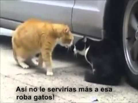 Pelea de gatos