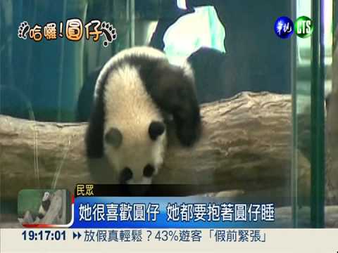 搶看超萌圓仔 粉絲凌晨開車北上