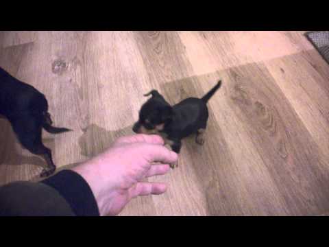 download lagu mp3 mp4 Prazsky Krysarik Puppies, download lagu Prazsky Krysarik Puppies gratis, unduh video klip Prazsky Krysarik Puppies