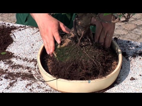 Videoanleitung (Tutorial) Bonsai richtig umtopfen