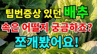 팁번증상 있었던 배추 속은 어떤상태인지 먹을수있는지 쪼개봤어요.과연 속이 찼을까요?