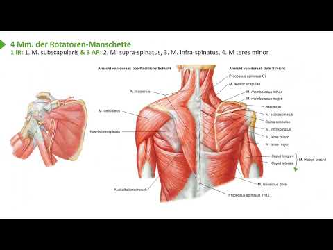 Anatomie I Bewegungssystem I Obere Extremität: Schultermuskeln - Relief I Prof. Dr. med. Wirth