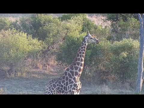 Djuma: Lone Giraffe feeding and waking around - 05:53 - 10/23/21