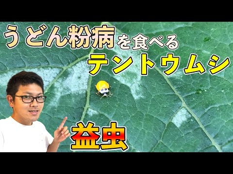 牛乳はズッキーニやキュウリの肥料になるのでしょうか？