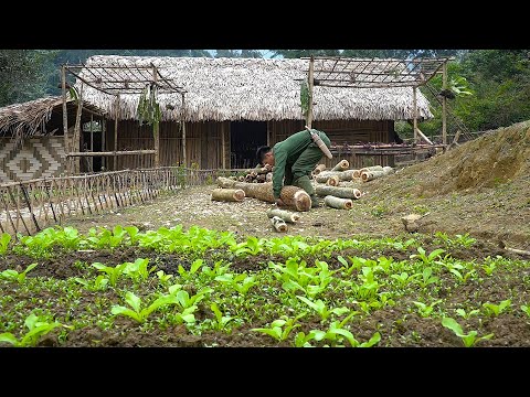 Zbirajte drva in zgradite bambusovo rešetko za gojenje fižola || EP.16