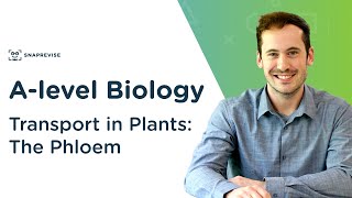 Transport in Plants: The Phloem | A-level Biology | OCR, AQA, Edexcel
