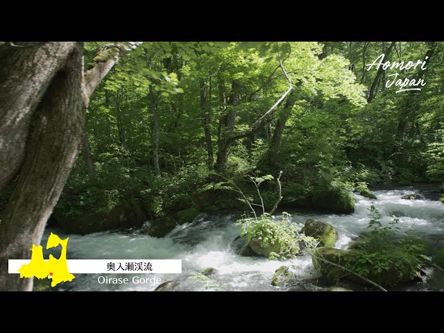 青森 総集編 Aomori Japan