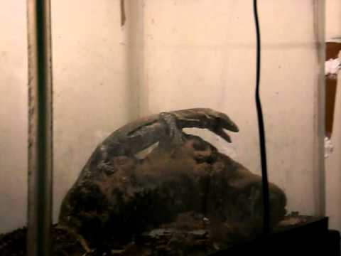 Nile Monitor Trembling Pt. 1