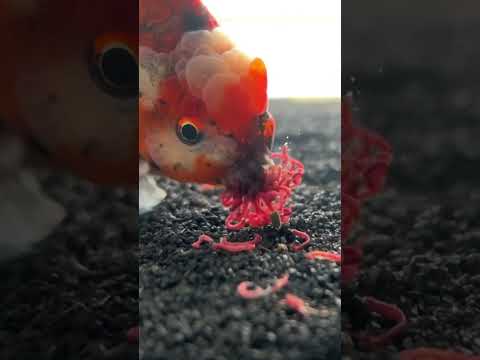 Gizmo steals the whole cube of bloodworms