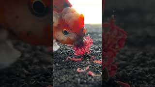 Gizmo steals the whole cube of bloodworms