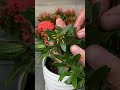 How to grow Ixora flower branches in water with a foam box