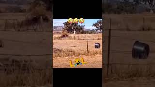 Download lagu Piye to Ki ko geting aku story' WA mp3