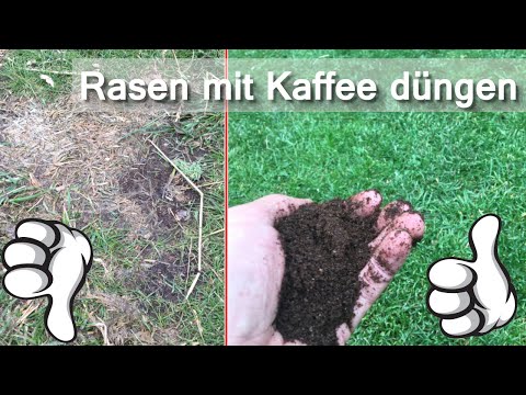 Rasen mit Kaffeesatz düngen | Kaffeeprütt als ökologischer Dünger nutzen